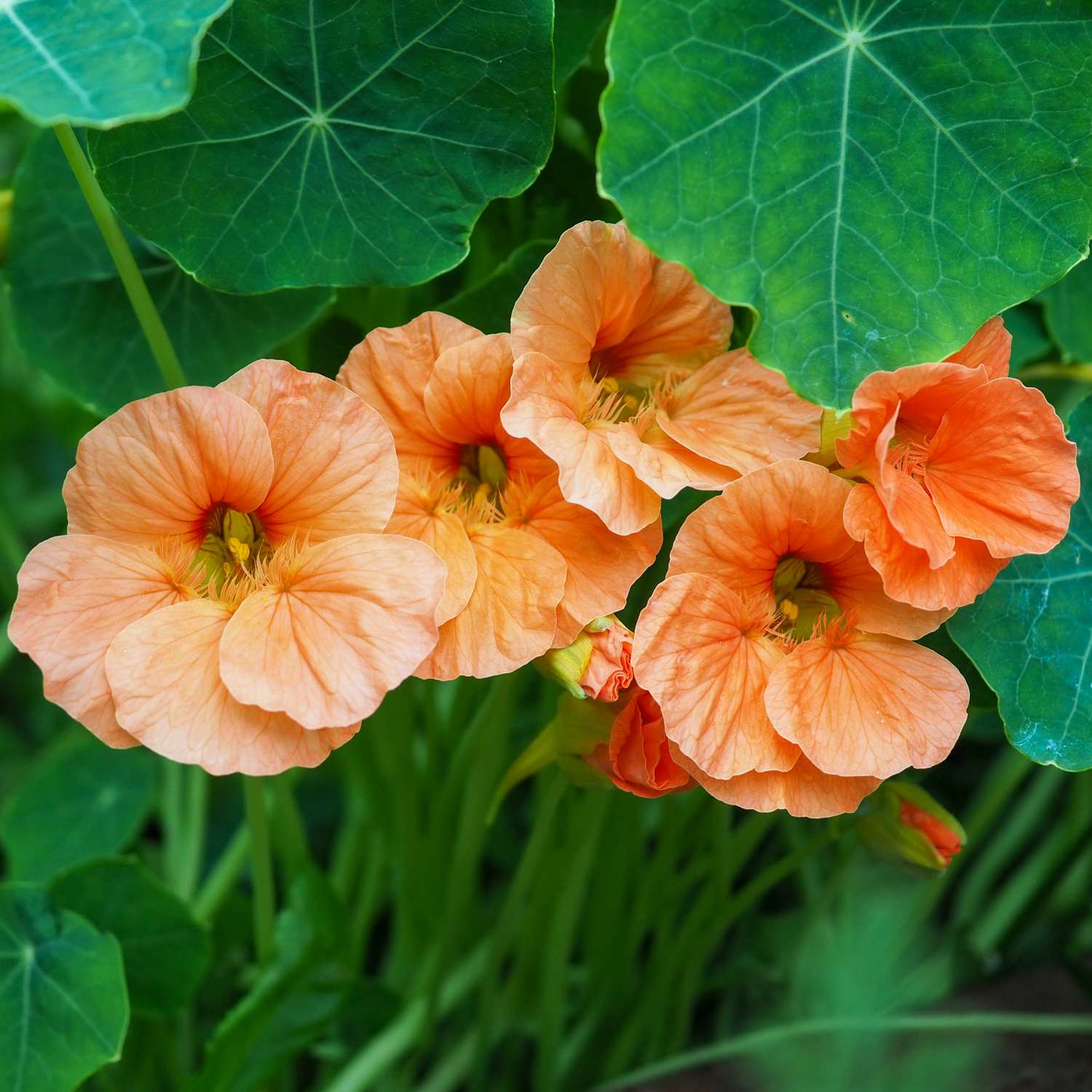 Capucine 'Salmon Baby' (graines)